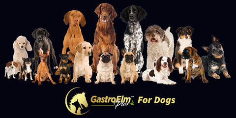 GastroElm Plus for dogs digestive health and pancreatitis support