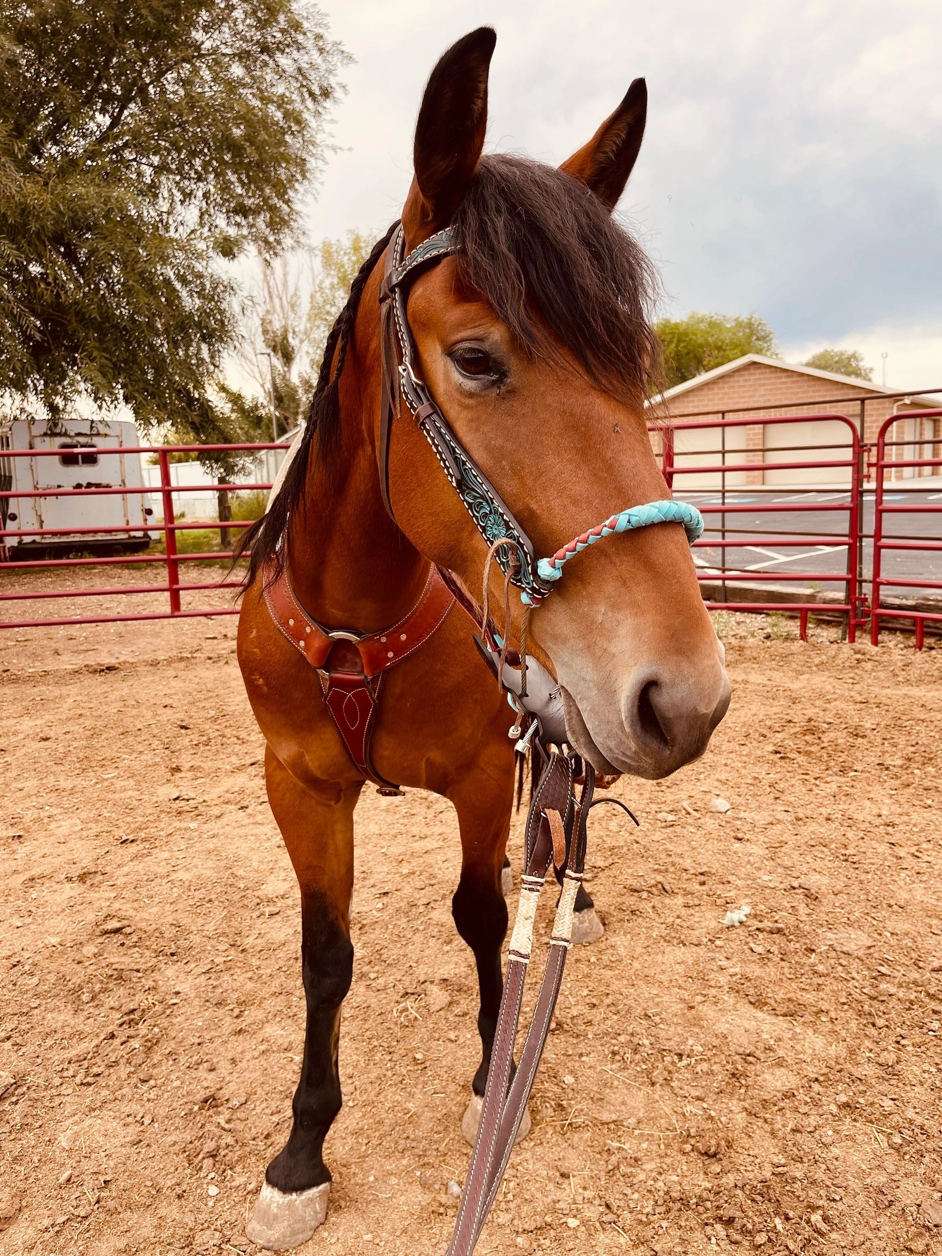 Gentle Control Hackamore bitless bridle fitted on a horse for neck reining