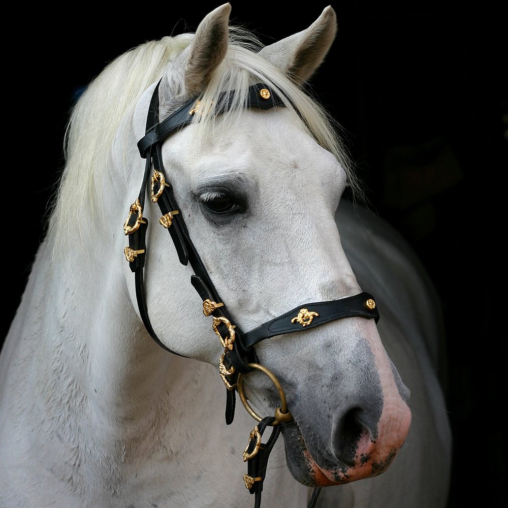 A gray horse in a black and gold show bridle photographed against a dark studio background