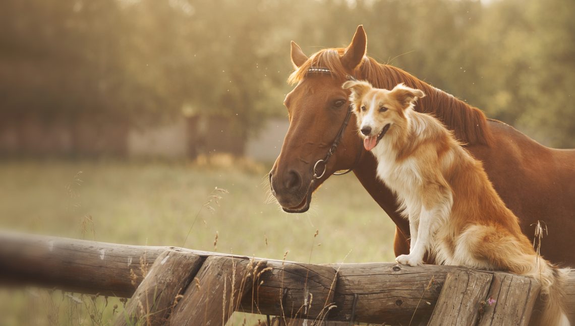 Goodwinol Products dog and horse animal health care hero image