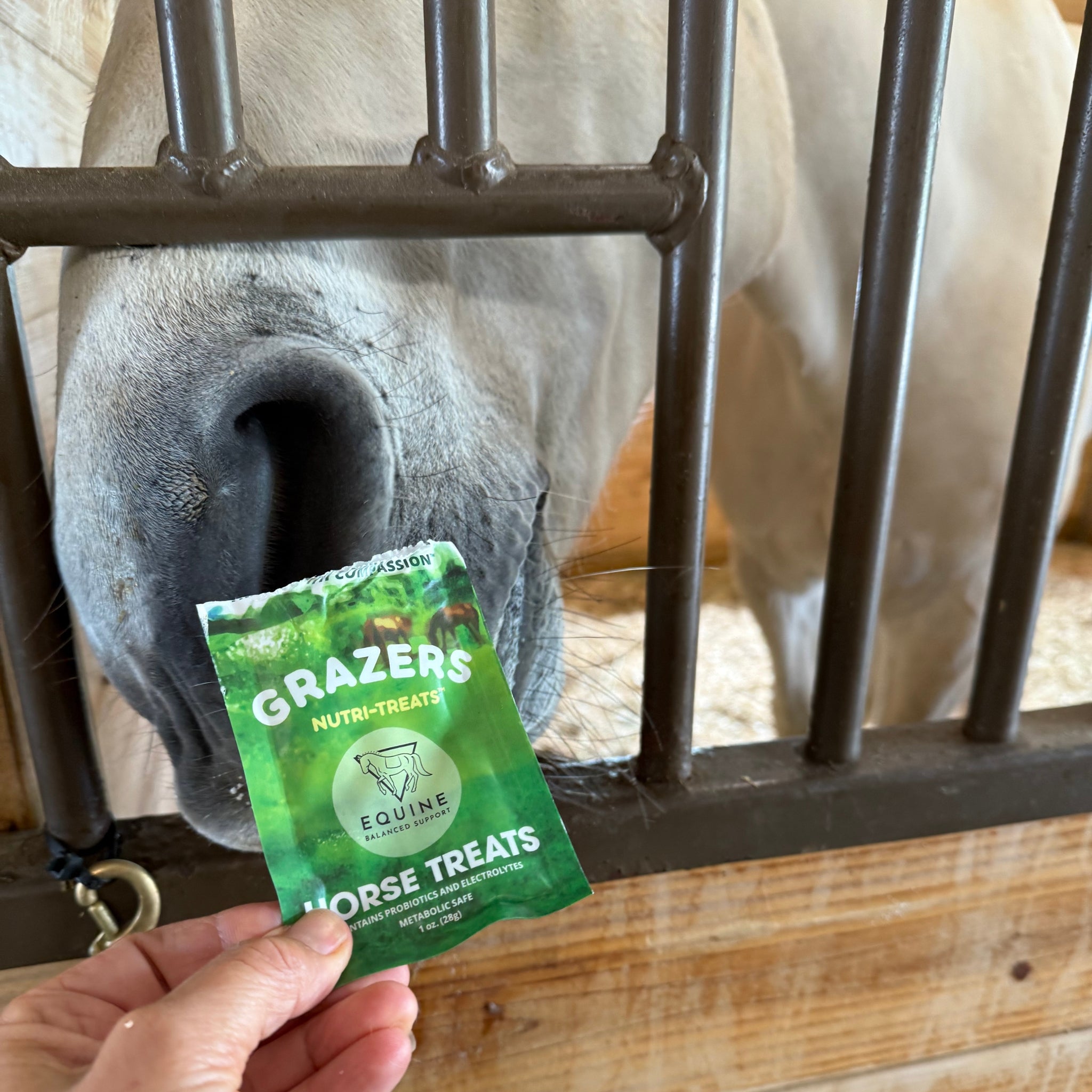 A grey horse reaching through stall bars toward a handler offering a single-serving sample packet of GRAZERS Nutri-Treats