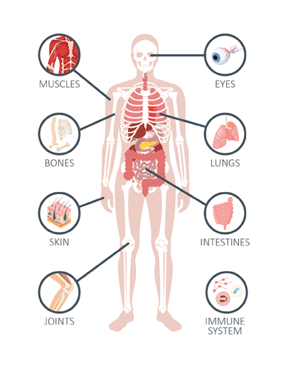 Diagram showing the body systems Hyaluronic Acid supports: joints, bones, muscles, skin, eyes, lungs, intestines and immune system