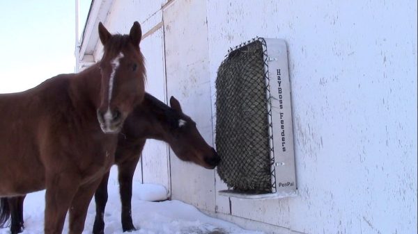 Horse eating from a HayBoss PenPal net feeder keeping hay off the ground