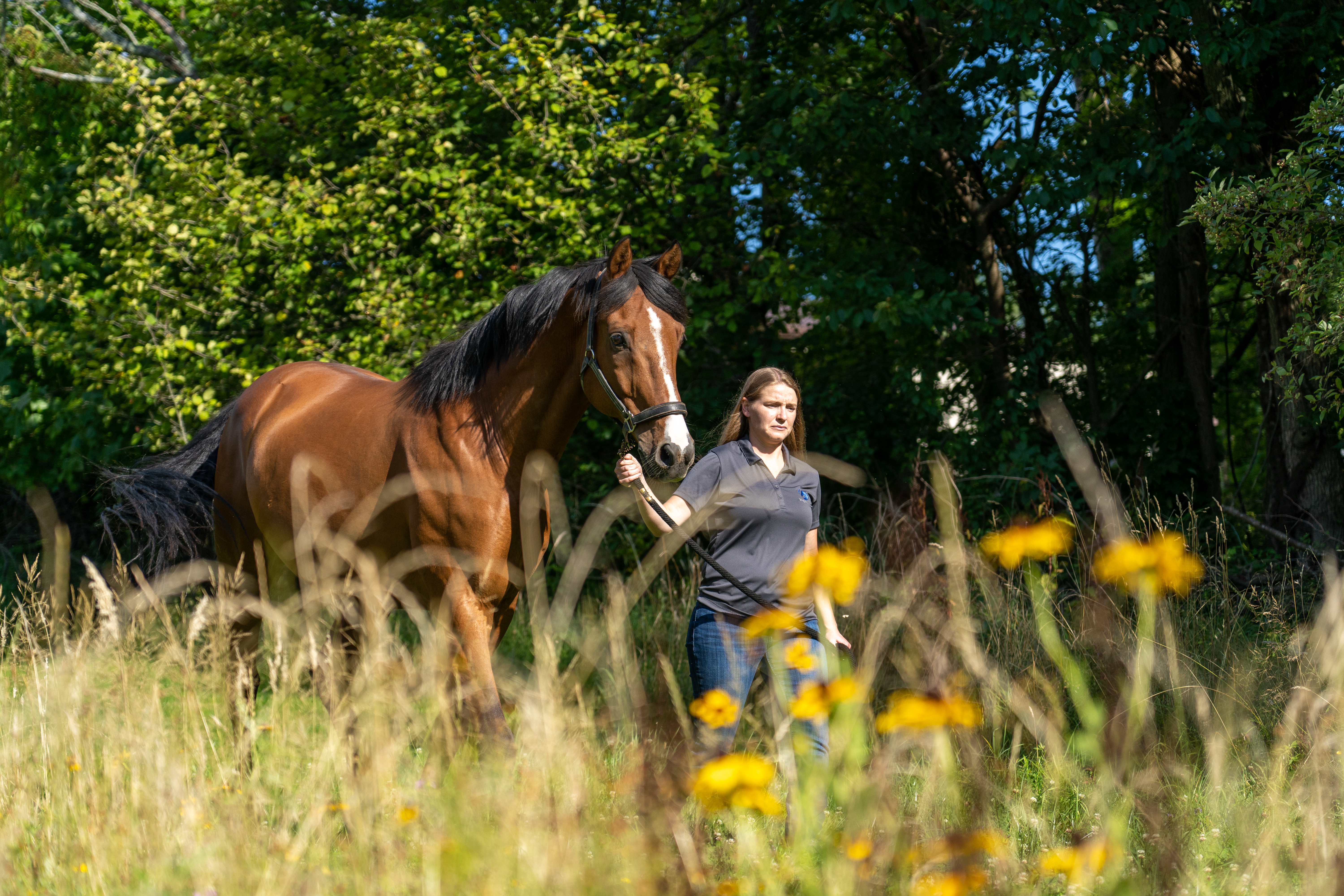 Horse feeding on fresh hay flake released by the HAYTIME automatic feeder