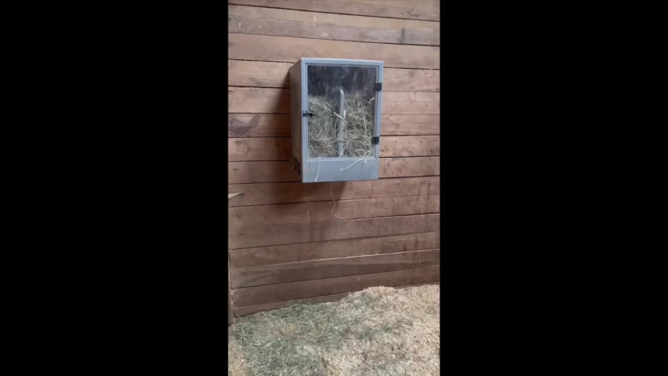 Horse grazing on hay flake released by HAYTIME automatic feeder