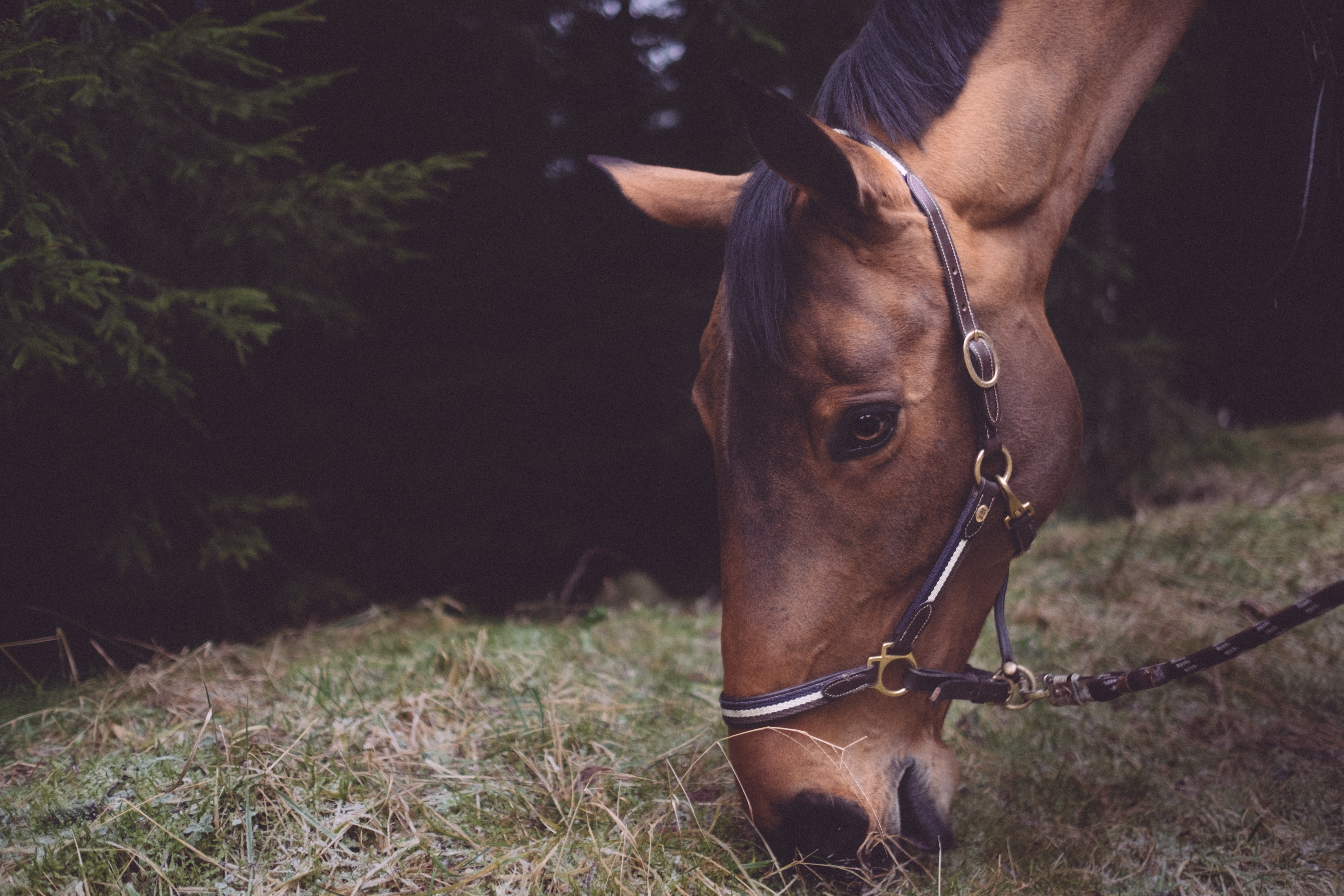 A bay horse in a leather halter lowering its head to graze on grass at the edge of a wooded pasture