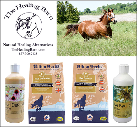 Healing B Equine