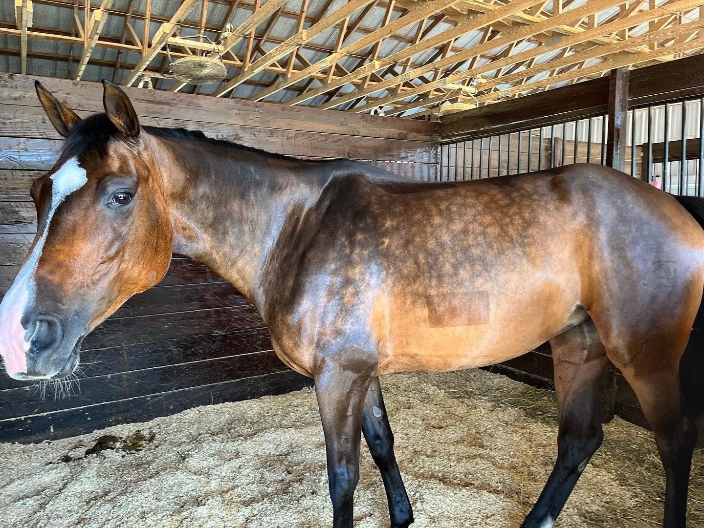 Bay horse inside a barn aisle showing a smooth, healthy hair coat