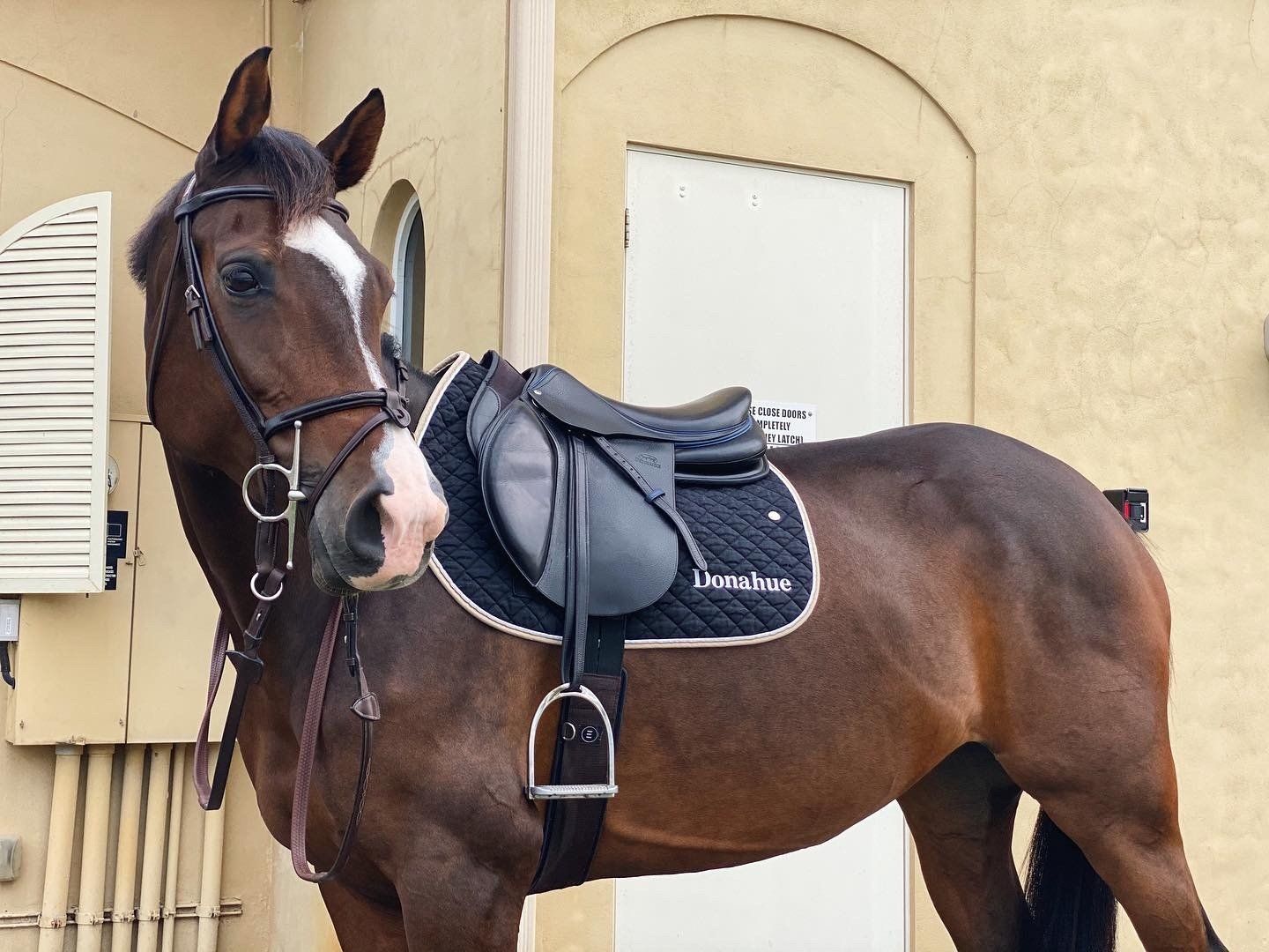 Bay horse tacked in an English saddle showing a shiny, conditioned coat
