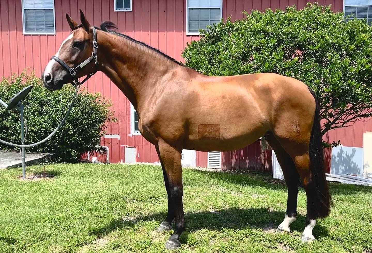 Bay horse standing beside a red barn with a sleek, conditioned coat