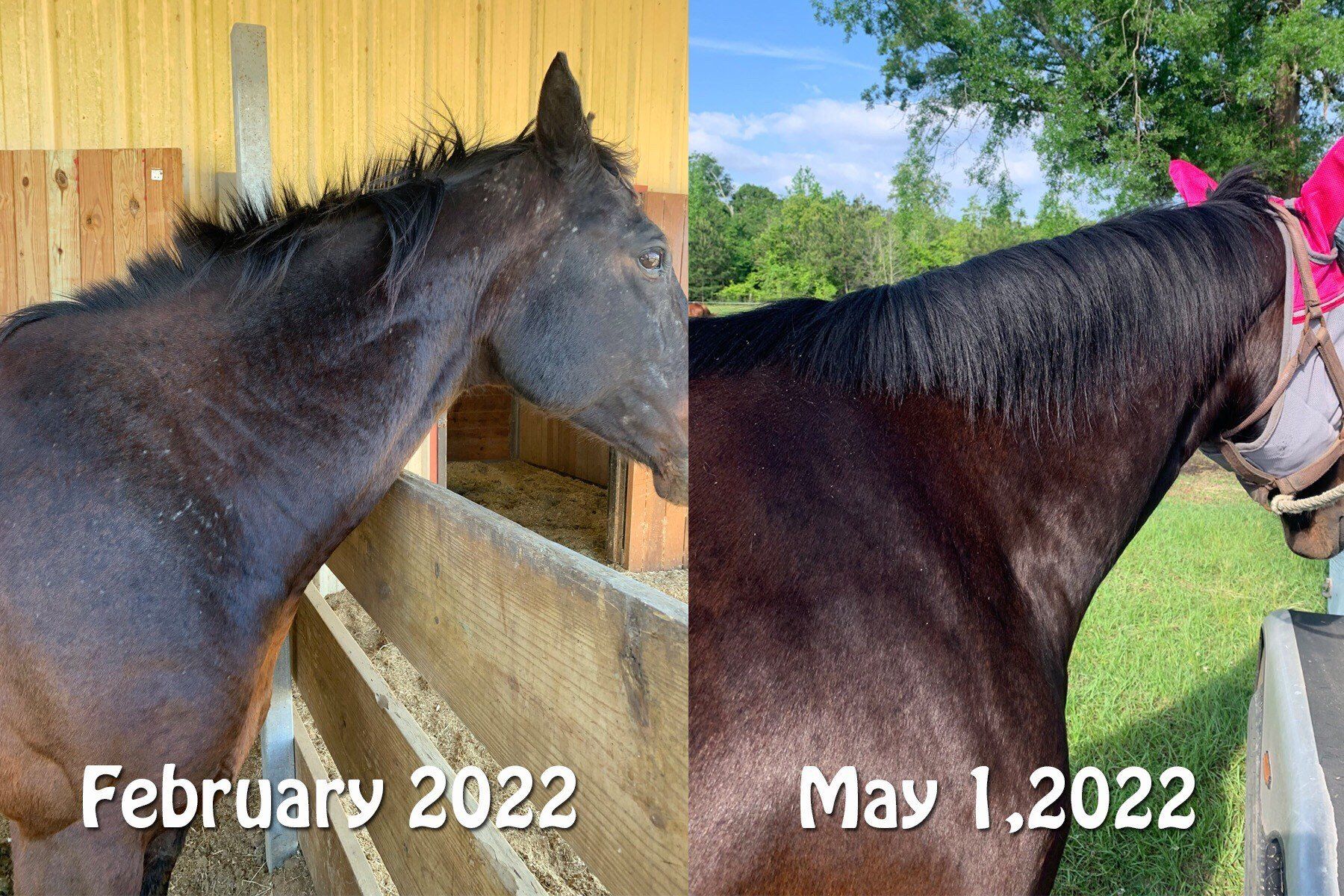 Before and after comparison of a horse's coat over three months on HealthyCoat