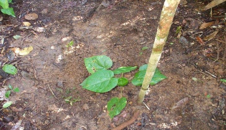 A young Croton lechleri seedling with broad green leaves growing in dark soil beside a wooden stake