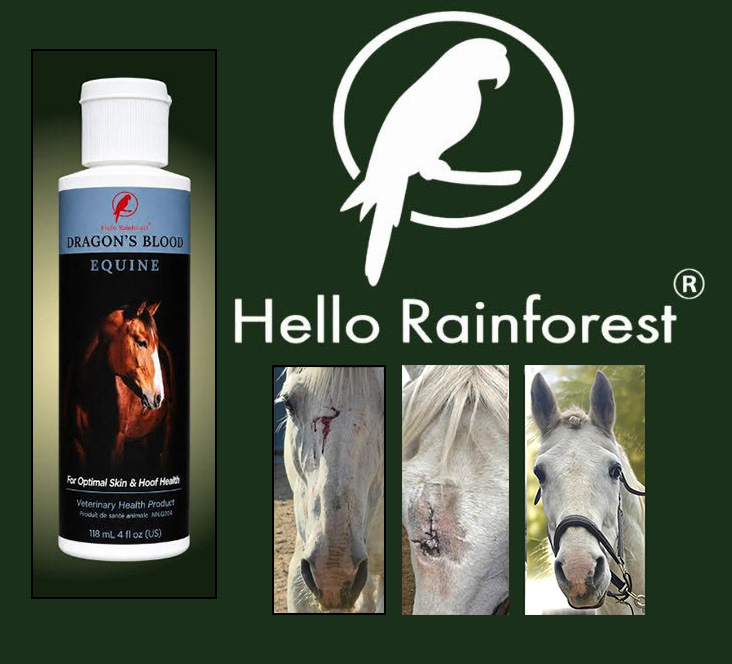 Dragon’s Blood Equine bottle beside the Hello Rainforest parrot logo and three photos of a gray horse’s face wound healing