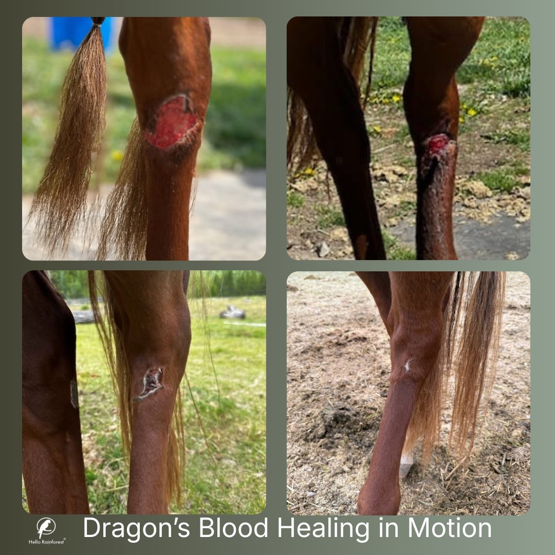 Four photos of a chestnut horse’s hind leg showing a wound from fresh injury to nearly closed over several weeks