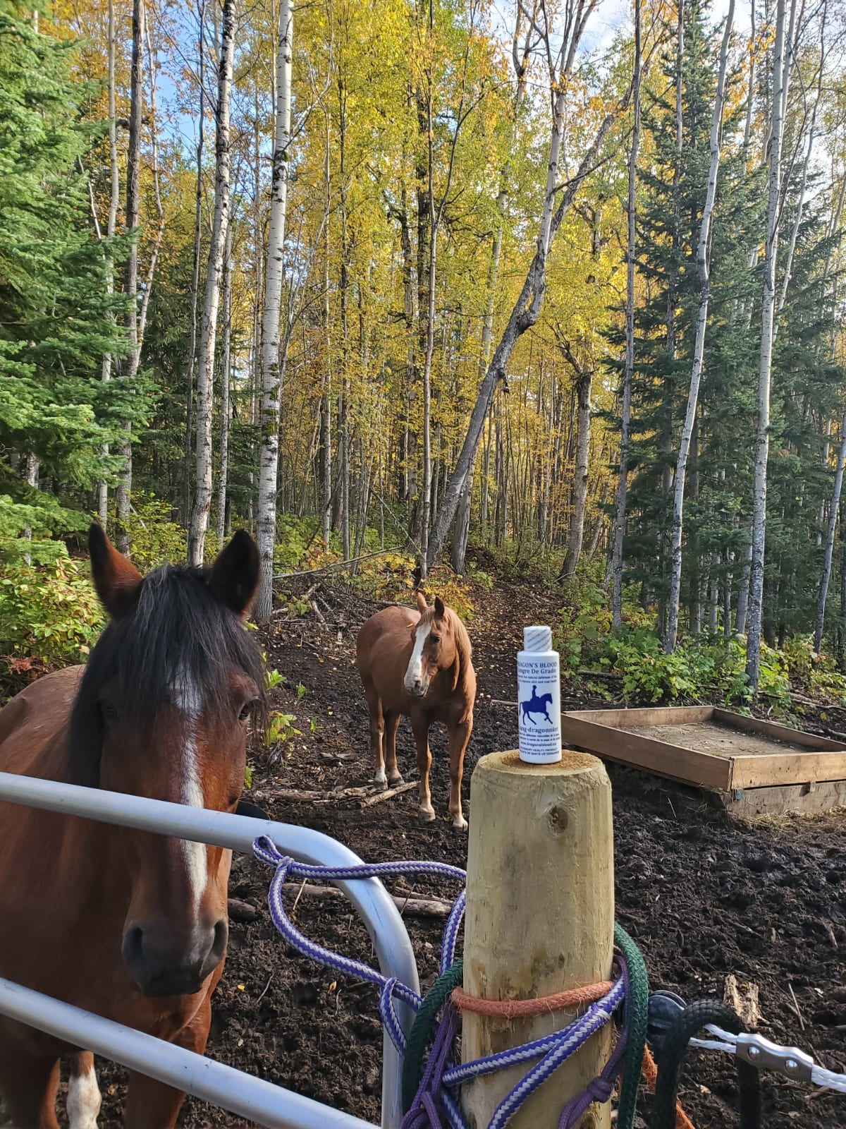Two horses in a fenced paddock among autumn trees with a white bottle of Dragon’s Blood Equine standing on a wooden fence post