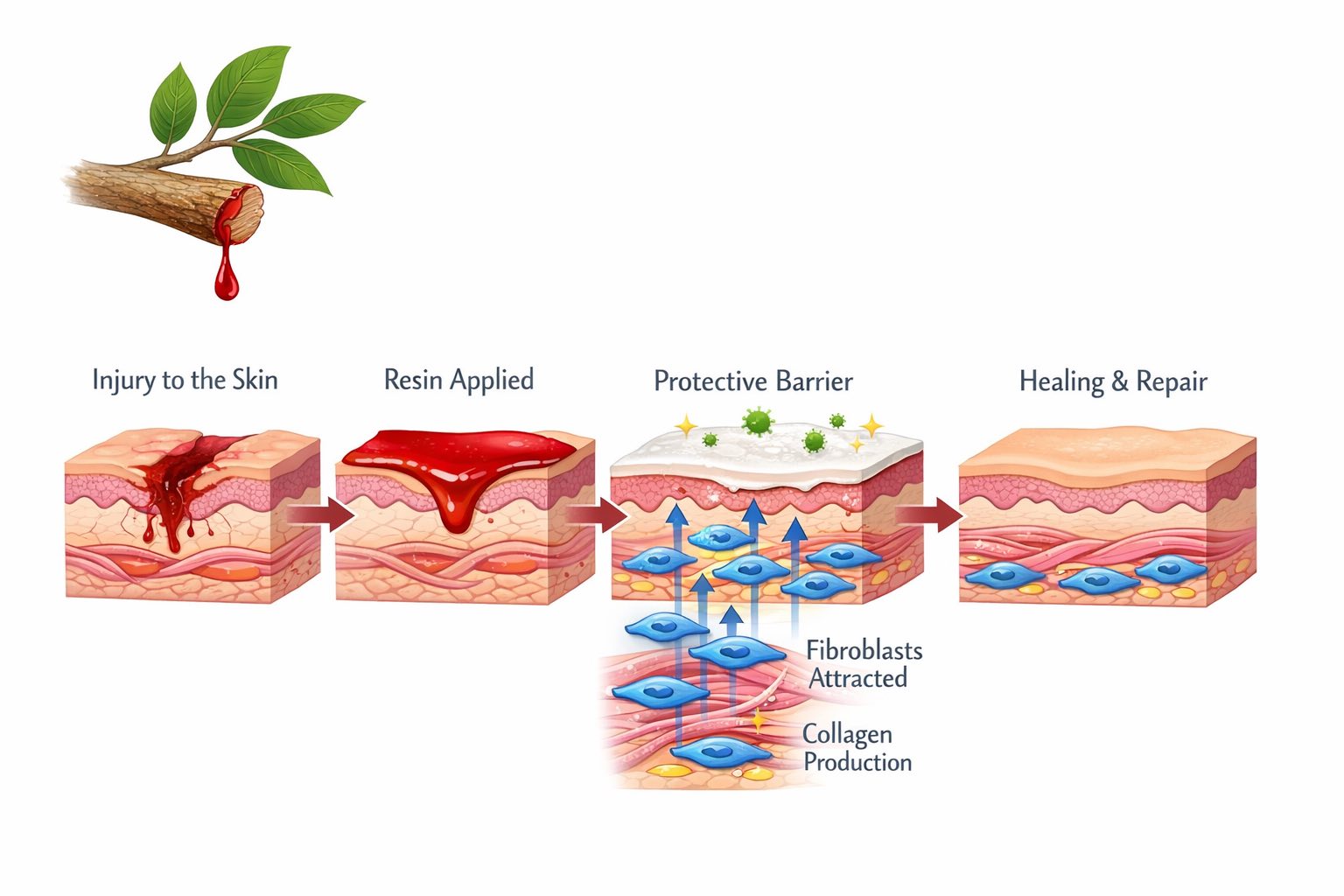 Illustrated diagram of skin layers in four steps: injury to the skin, resin applied, a protective barrier forming over the wound, and healing and repair with collagen production