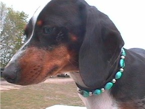 Hi Yo Turquoise leather dog collar set with turquoise stones and sterling silver beads