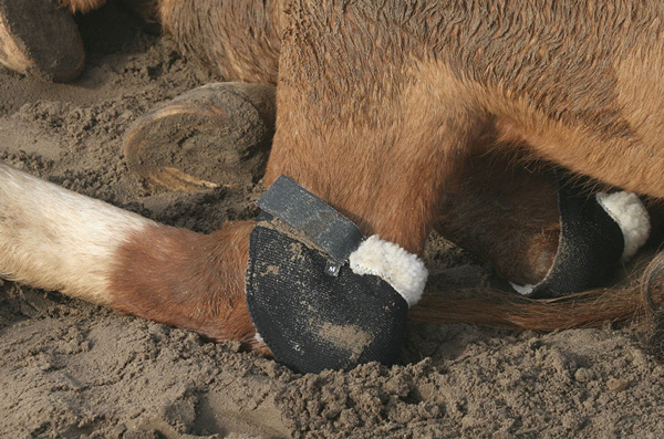 A resting horse lying in sand with a black Hock Shield cushioning the hock joint against the ground