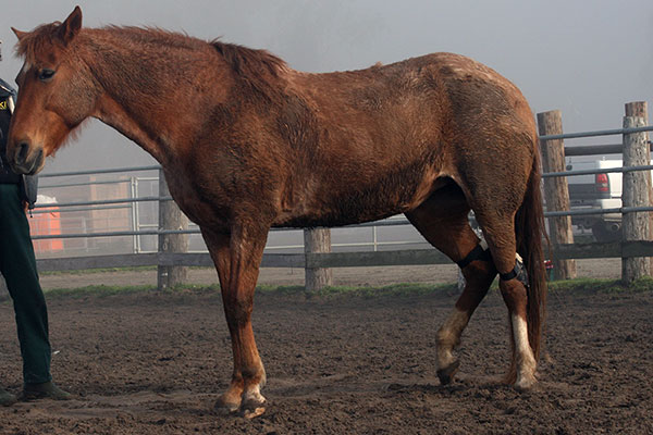 Senior chestnut horse standing in a paddock wearing a pair of Hock Shields on both hind hock joints