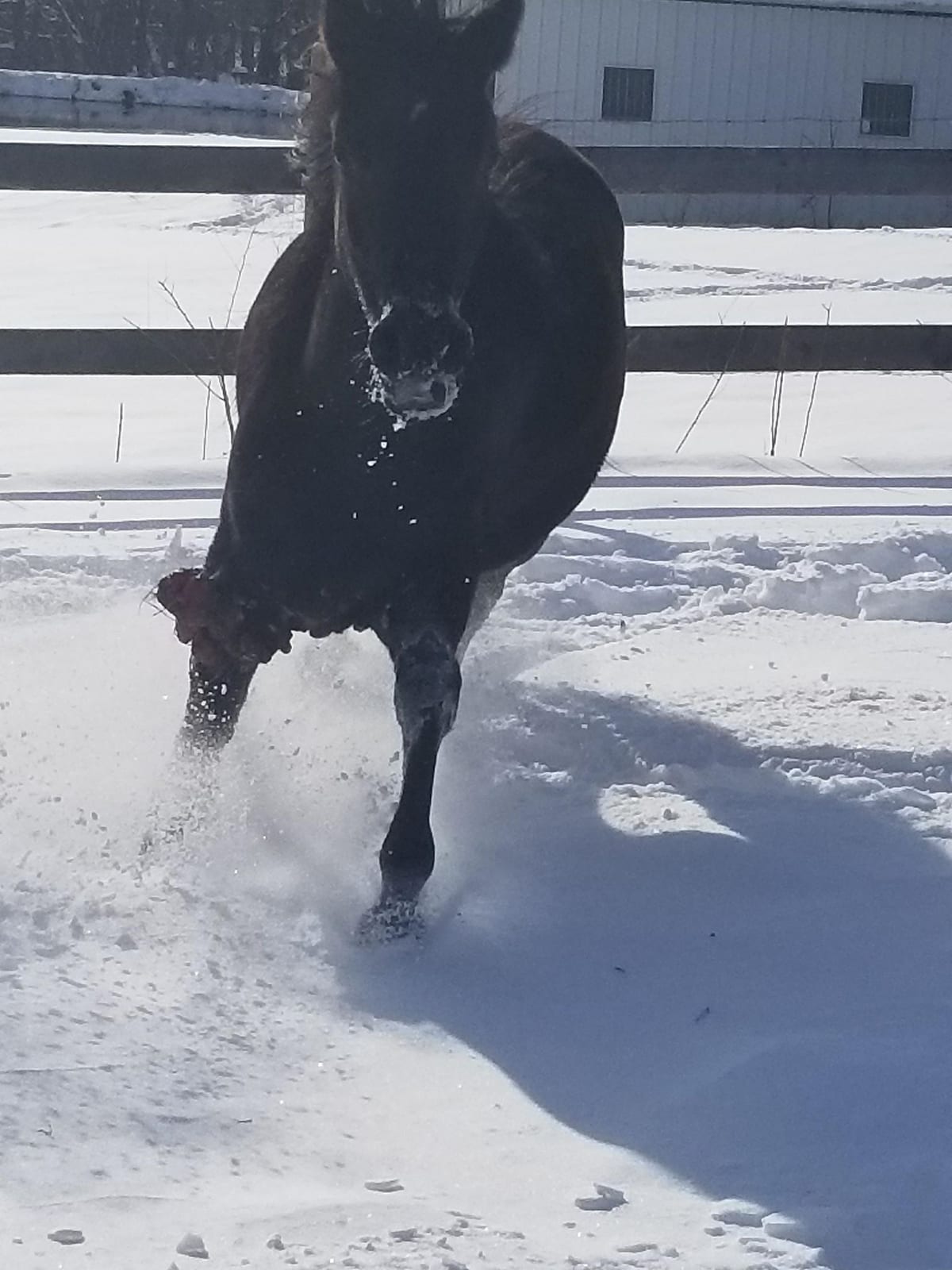 Bob the horse cantering through snow during his recovery