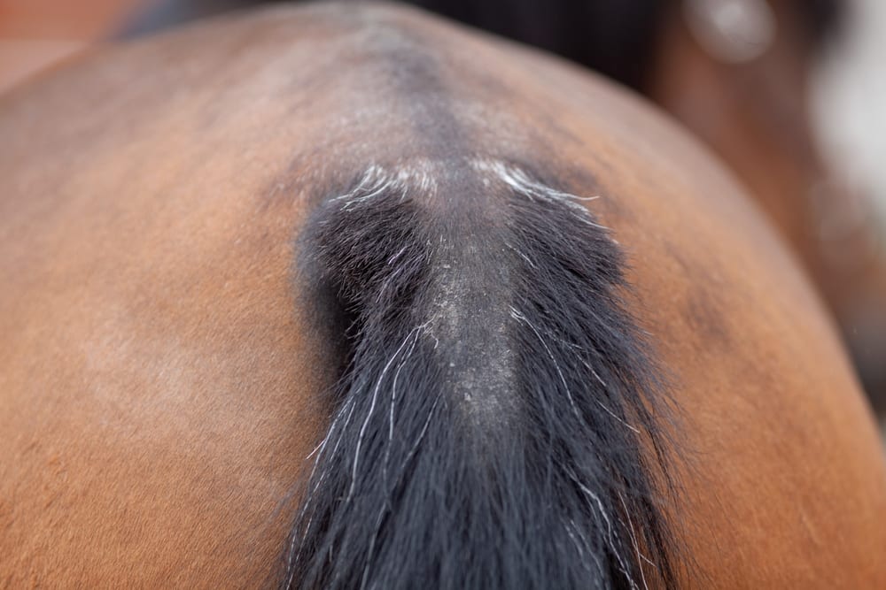 Horse tail rubbed raw from gnat allergy — one symptom in a larger allergy pattern