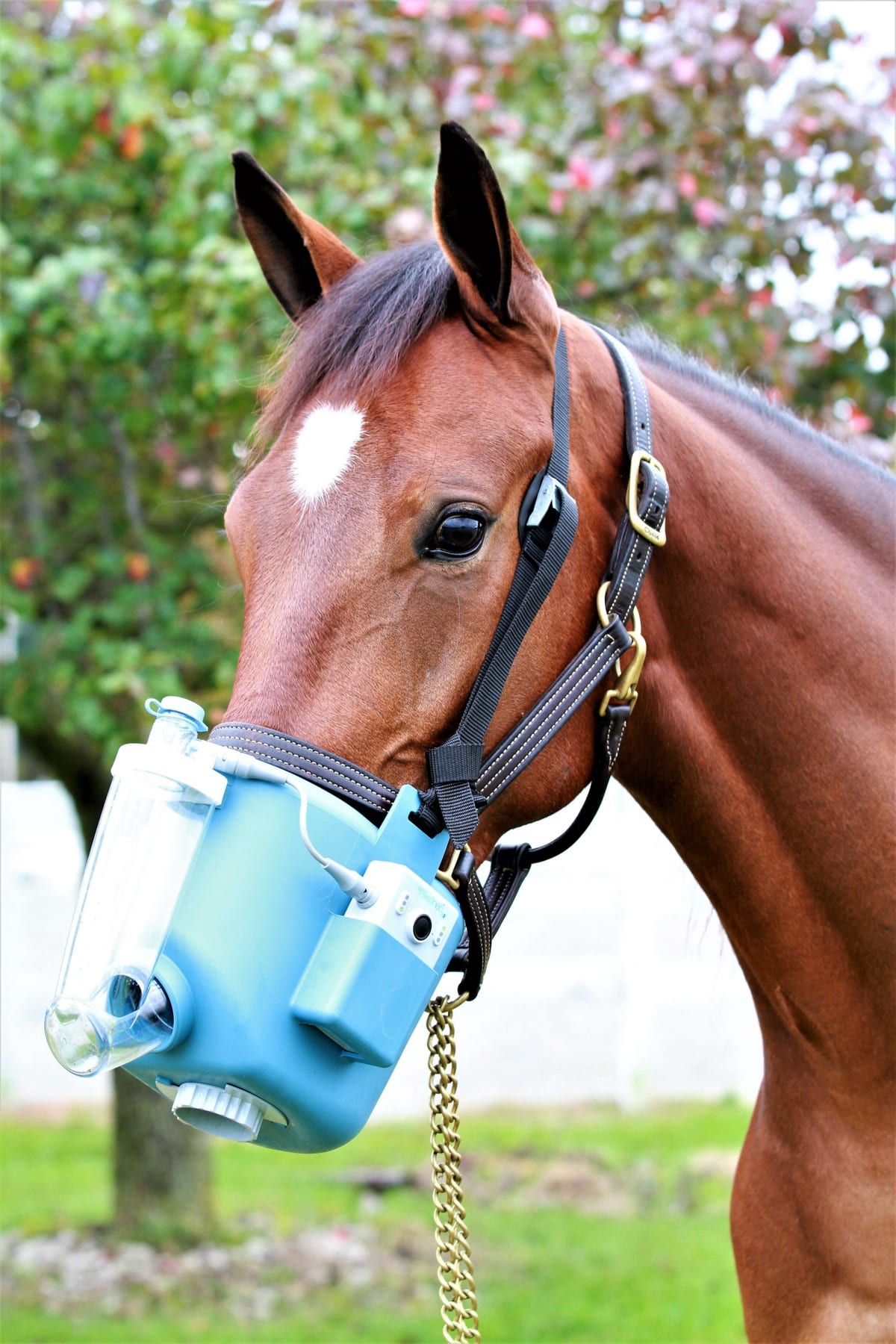 Bay horse wearing an equine nebulizer — respiratory wellness support from Holistic Equine Wellness