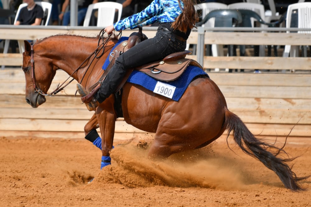 Performance horse working in an arena — Holistic Equine Wellness supports comfort, recovery and performance