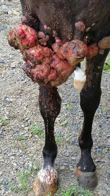 Sarcoid growths massed across the groin and inner hind legs of Screamer, a dark horse standing outdoors
