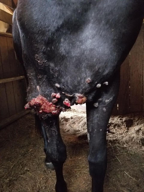 Further sarcoid growths along the lower body and inner thigh of Screamer, photographed in the stable