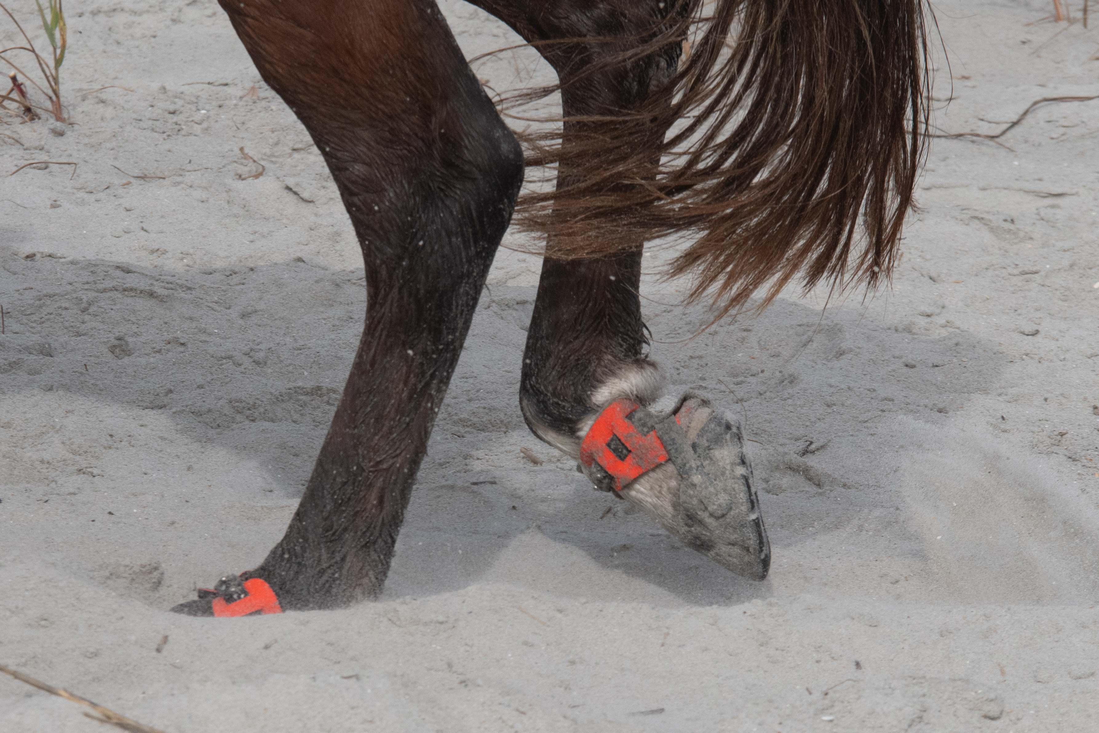 Close-up of a barefoot hoof in a Flex boot stepping through deep sand