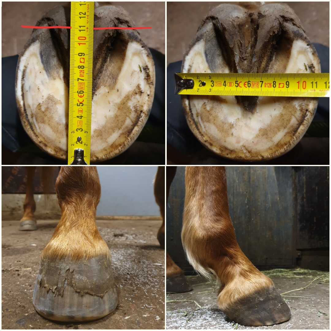 Measuring a barefoot hoof for length and width with a tape measure before fitting boots
