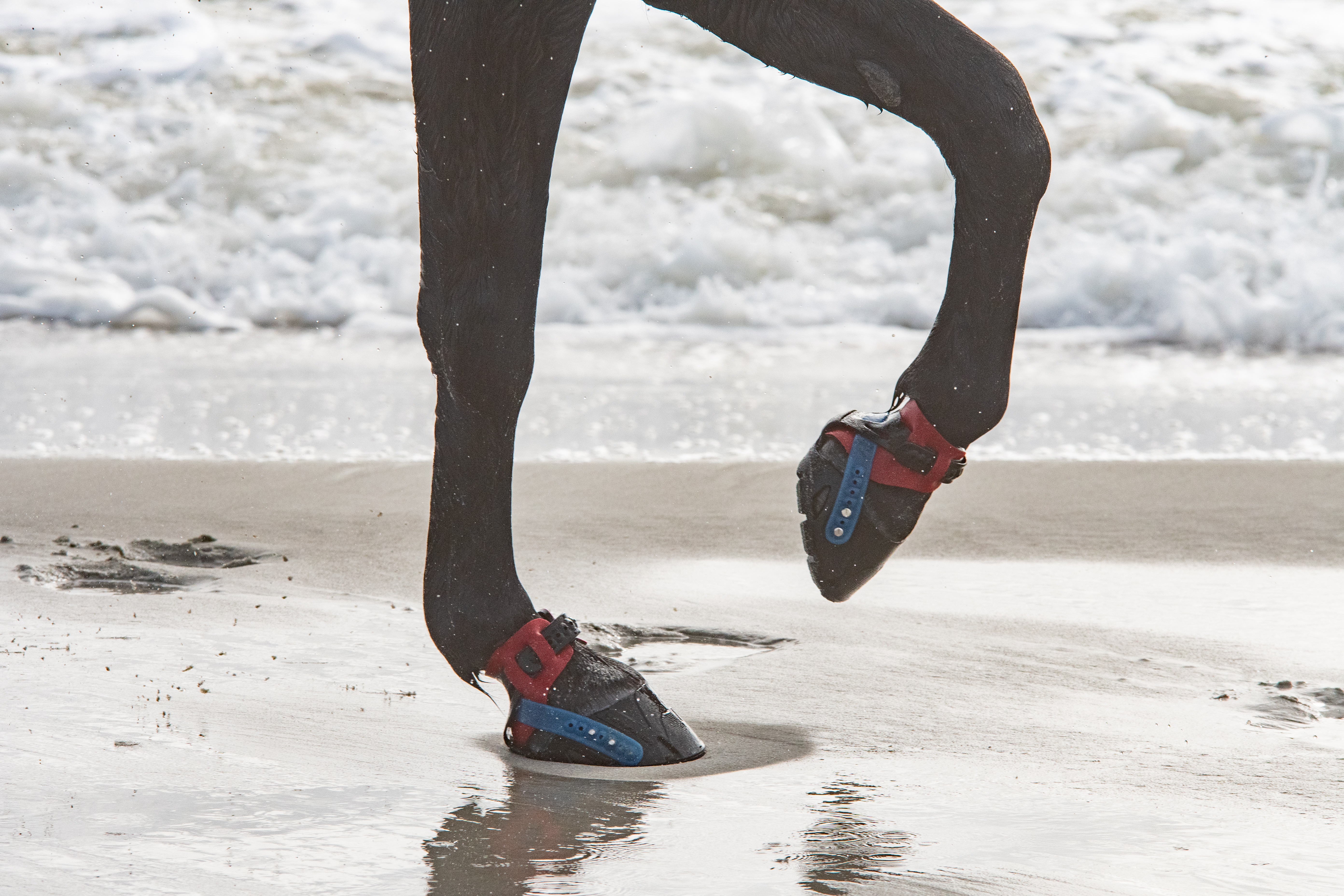 Horse splashing through ocean surf in Flex hoof boots over wet sand