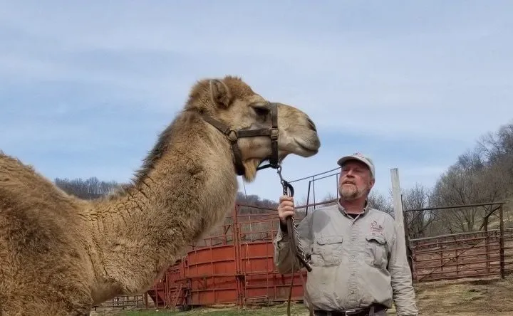 Chuck Potter standing outdoors on his farm holding the lead of a tall camel under a clear blue sky