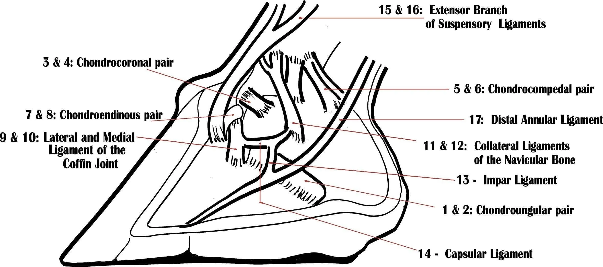 Labeled anatomical diagram of the ligaments inside a horse hoof, including the coffin joint and navicular bone structures
