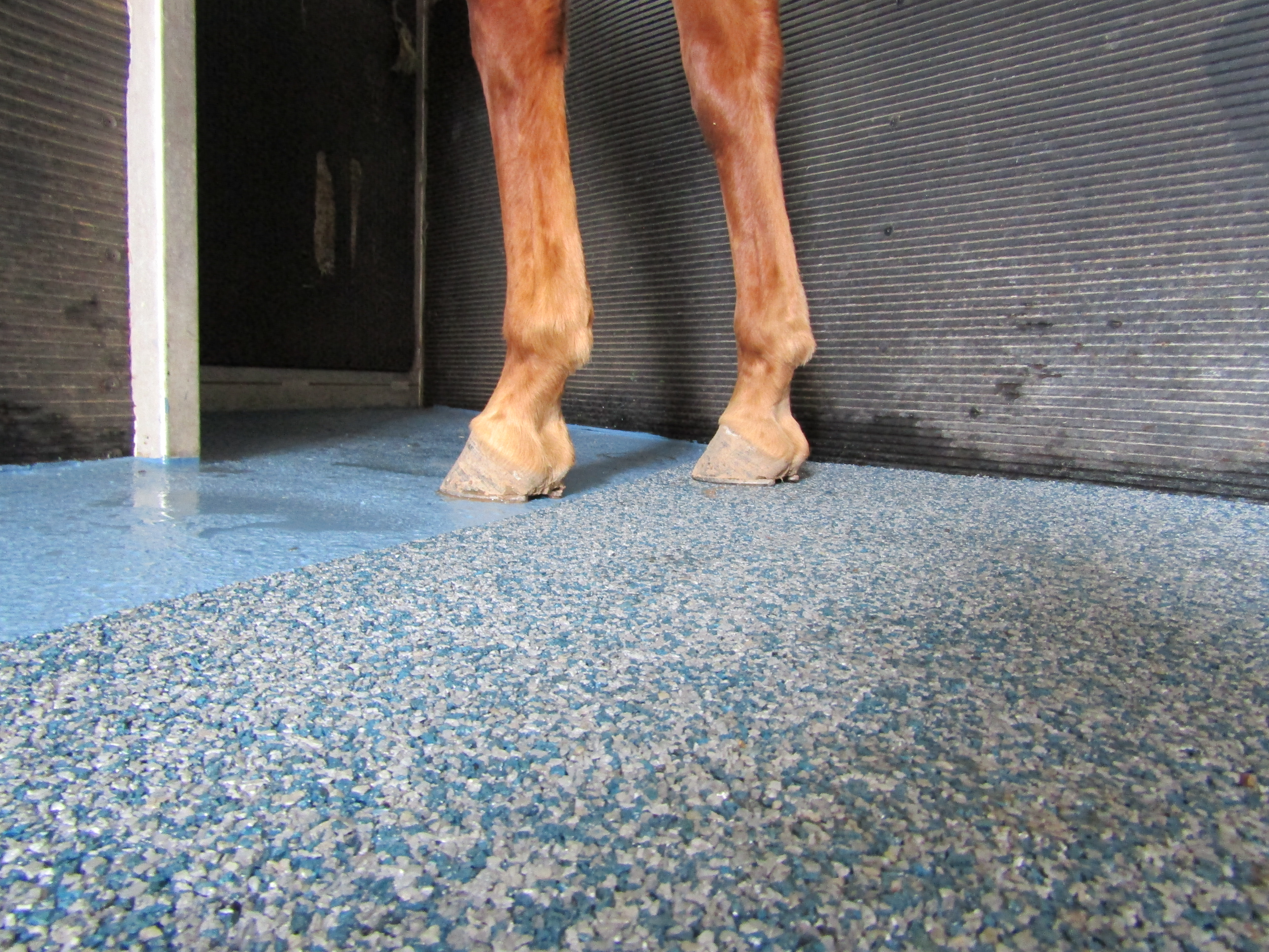 Hoof Grip rubber flooring installed in a horse trailer