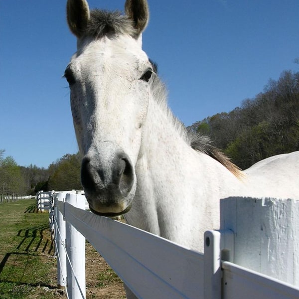 Centaur HTP 5-inch white horse fence rail with board-fence look