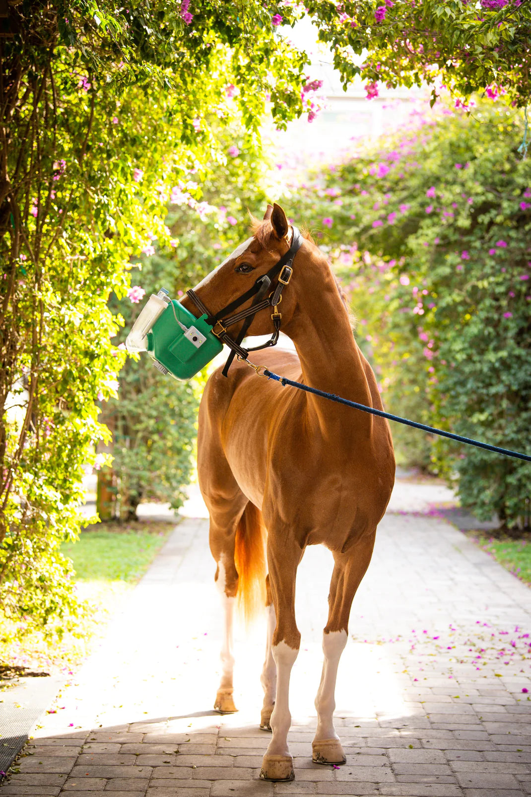 Chestnut horse wearing the green Flexineb nebulizer mask during a calm respiratory treatment