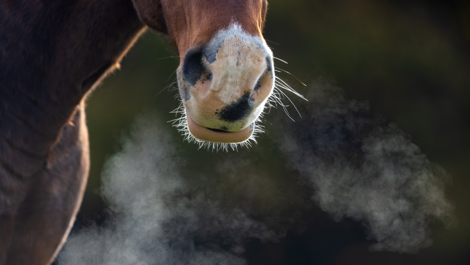 Close-up of a horse's muzzle exhaling visible breath in cold air, illustrating equine respiratory health