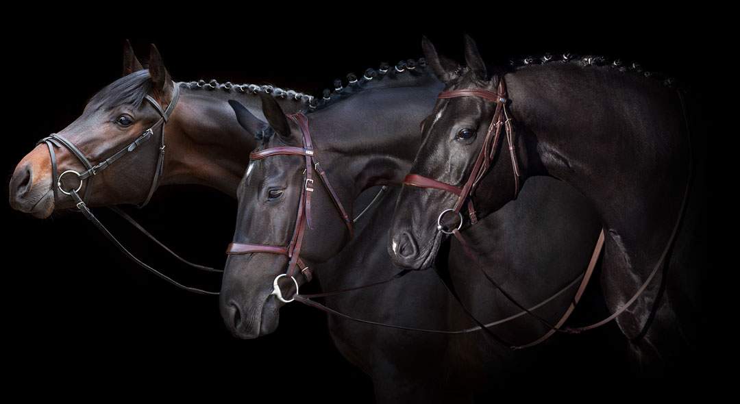 Three bridled sport horses photographed in profile against a black studio backdrop