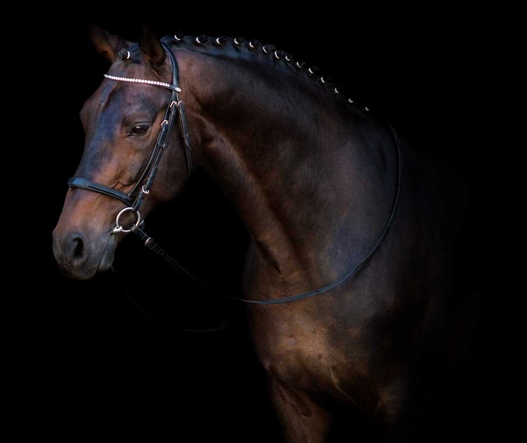 Bay sport horse in a browband bridle photographed in profile against a dramatic black background