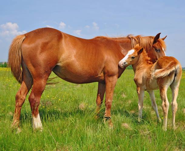 A chestnut mare and her foal grazing together in a green pasture where parasite control matters most
