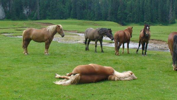 Group of horses resting and grazing together in a mountain pasture