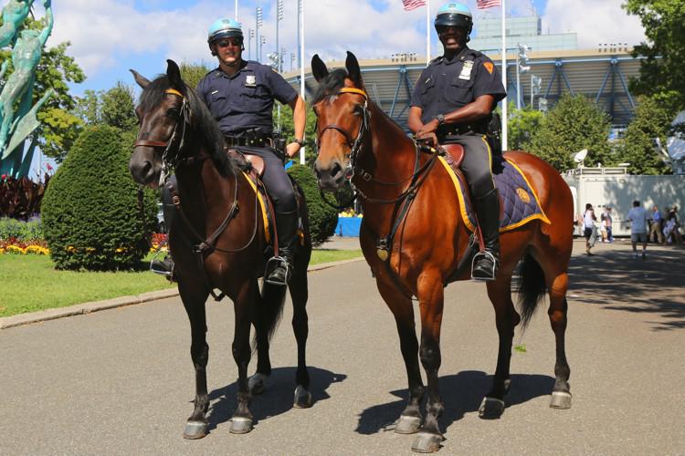 Two mounted patrol horses standing calmly in harness, an example of hard-working horses kept in top condition