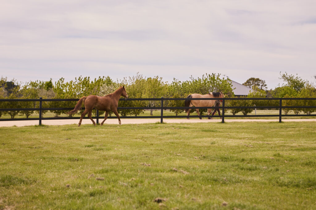 Horserail high-tensile coated rail fencing line installed across a horse farm