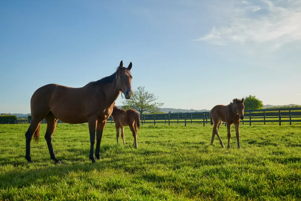 Horserail flexible plastic-coated rail horse fence installed around a green paddock