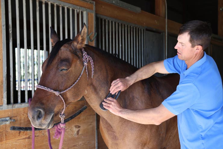 Handler drawing the HorseWell massage blade along the back of a bay horse in a stall
