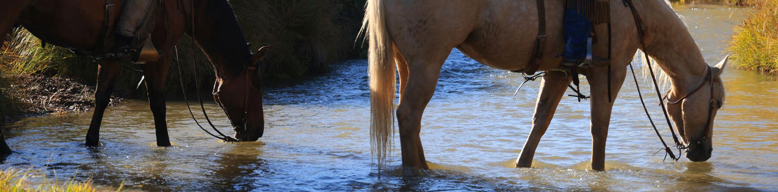Two saddled ranch horses lowering their heads to drink from a clear creek at golden hour