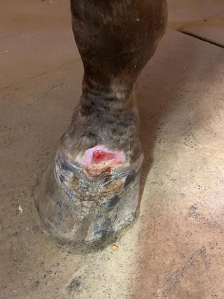 Hydra-Heal equine wound-care product applied to a horse leg injury
