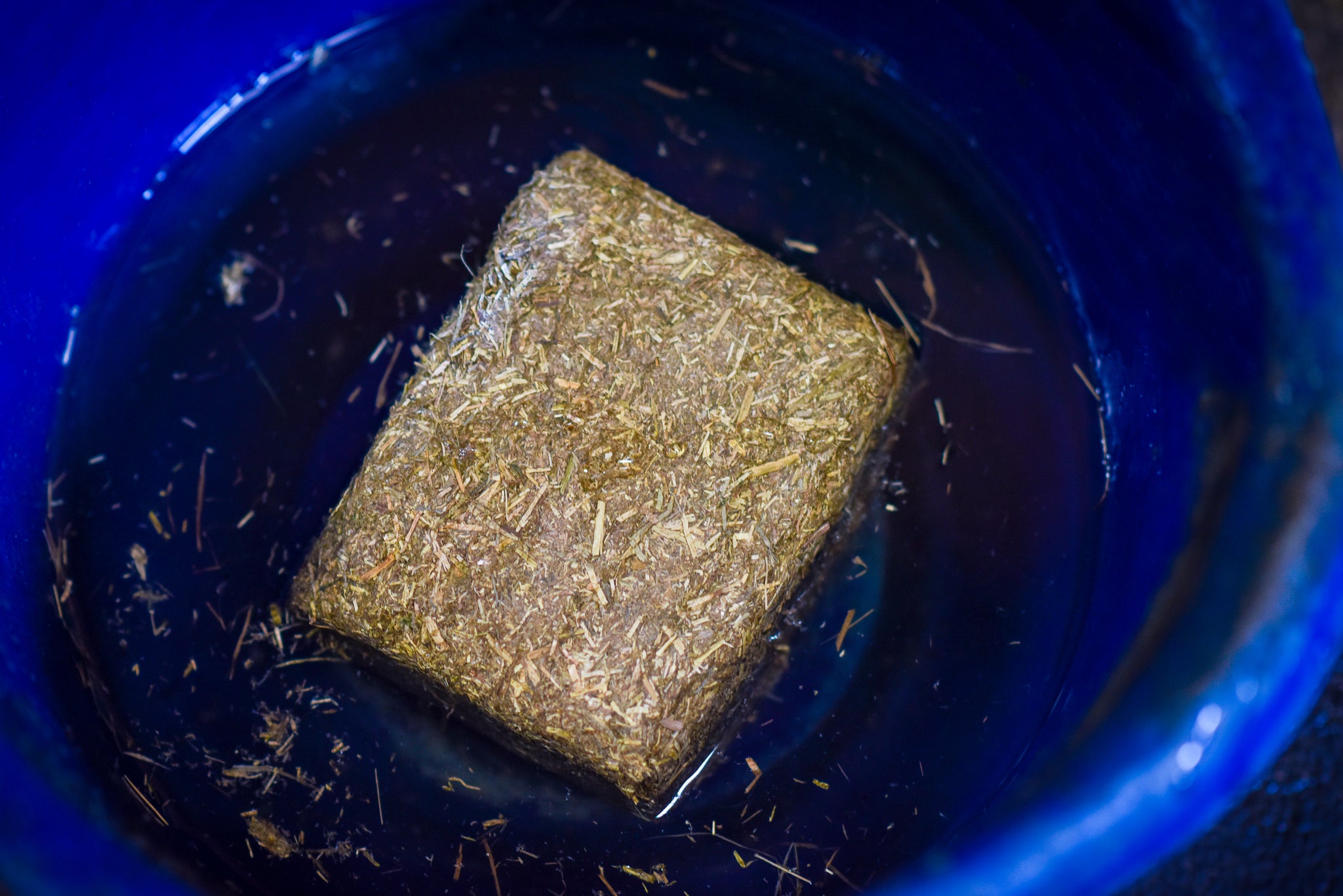 A single Hydration Hay block expanding as it soaks in a blue bucket of water before feeding