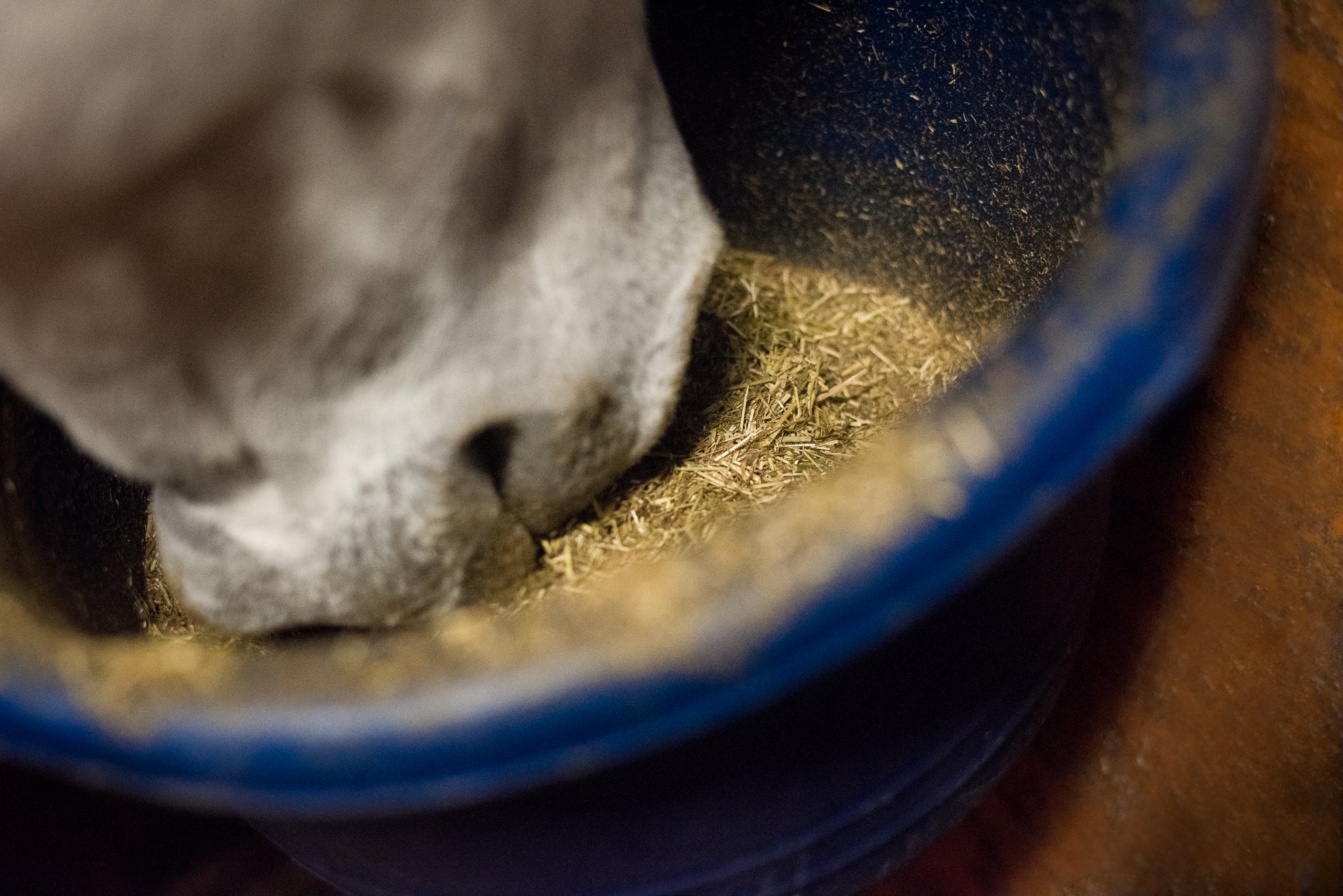 Close-up of a horse's muzzle pushing into a bucket to eat softened, soaked Hydration Hay mash